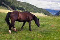 Horse in the Alps