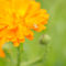 'Orange flower and insect' by Lars Hallstrom