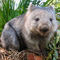'Wombat, Australia' by Tom Dempsey