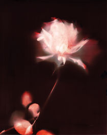 Lumen print: The rose