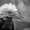'My nemesis, the White Crested Hornbill' by Alan Shapiro