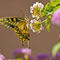 'Spanish Butterfly' von pahit