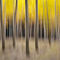 'abstract autumn cottonwood forest' by Ed Book