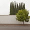 'Trees (in Glendale, CA)' von Jeff Seltzer
