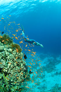 Freediver is swiming close to coral reef