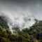 'Misty Rain Forest' by David Pinzer