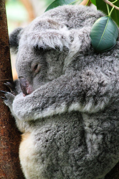 Koala-1079