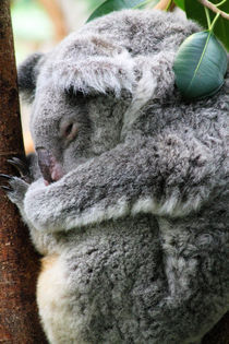 Schlafender Koala by buellom