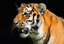 Tiger by buellom