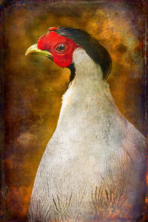 Finer Feathered Friends: Silver Pheasant von Alan Shapiro