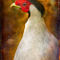 Finer-feathered-friends-silver-pheasant