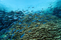 Coral Reef with Fusiliers by Norbert Probst