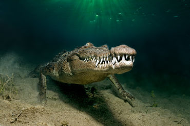 Npr-kuba-krokodil-004
