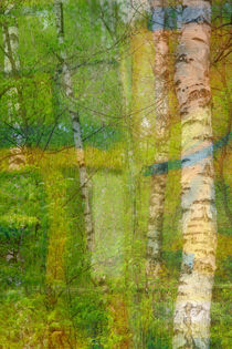 Birkenwald von Ivonne Wentzler
