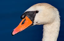 Swan Up Close von Keld Bach