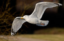 Herring Gull by Keld Bach
