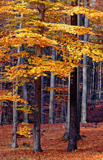 'Farben des Herbstes' von Wolfgang Dufner