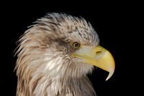 Eagle by Ralph Patzel