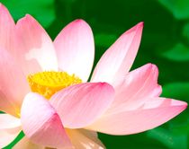'Lotusblüte– zart und exotisch' von Ulrike Kröll