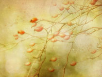 roses of autumn by Franziska Rullert