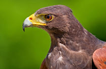 Hawk Profile by Keld Bach