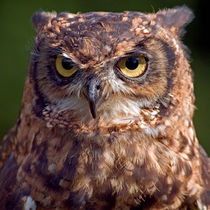 Eagle Owl Portrait by Keld Bach