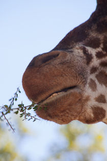 Giraffe - partially by safaribears