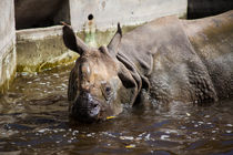 Rhino Spa by safaribears