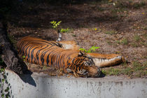 Tiger is Tired von safaribears