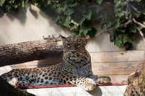 Leopard by safaribears
