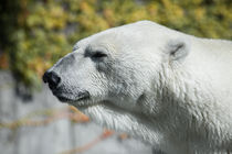 Polar Bear by safaribears