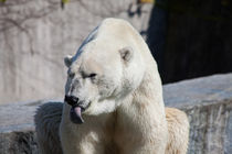 Polar Bear von safaribears