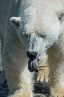 Polar Bear by safaribears