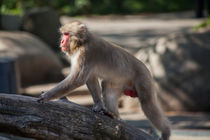 Japanese Macaque by safaribears