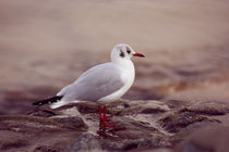 Seagull by syoung-photography