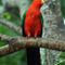 Tropical-bird