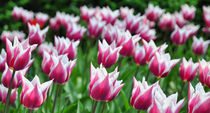 Tulpenmeer von markus-photo