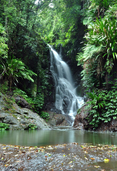 Rainforest-waterfall