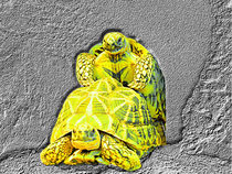 Glowing Turtles by tiaeitsch