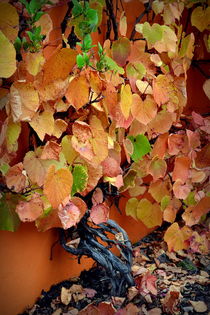 'Autumn Vine' von Colin Metcalf