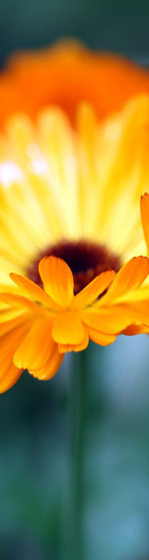 gelbe Blüte von Jens Berger
