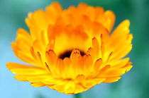 yellow blossom von jaybe