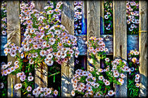 Fences and flowers nr.3 von Leopold Brix