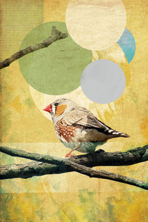 Bird Song von Rachael Shankman