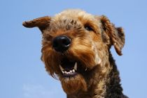 Airedale Terrier by ir-md