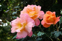 Rosenblüten von lorenzo-fp