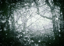 Winter Wood von Sybille Sterk