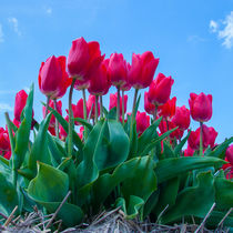 Red Tulips by Martyn Buter