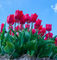 Red-tulips-01