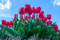 Red Tulips by Martyn Buter